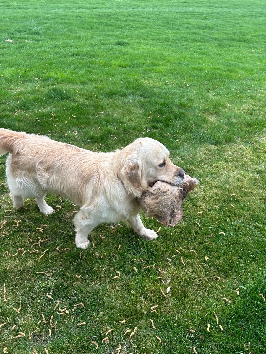 Zlatý retriever - 11