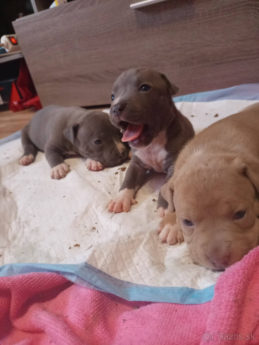 americky staforshier terrier - 11