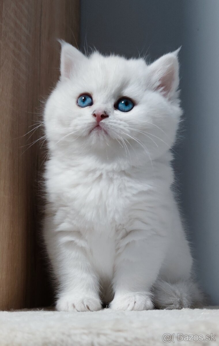 Britské mačiatka s PP na Vianoce❣️ - 11