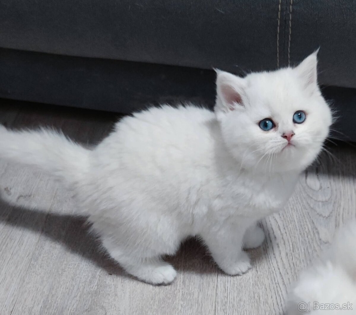 Britské mačiatka s PP ❣️ - 11