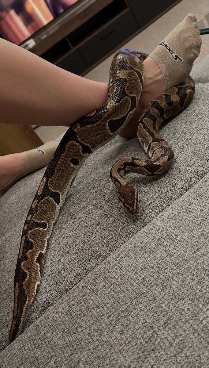 Pyton + terárium - 11