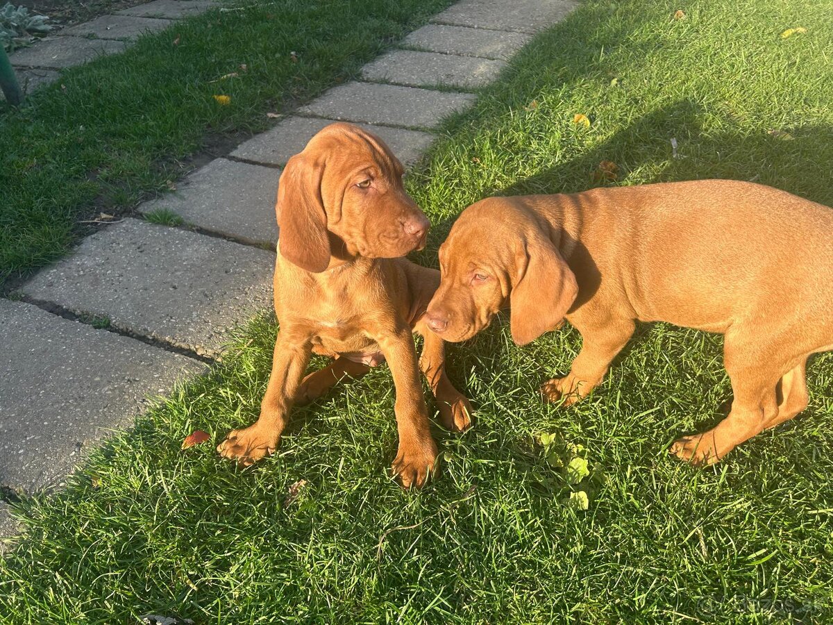 Maďarská vyžla - 11