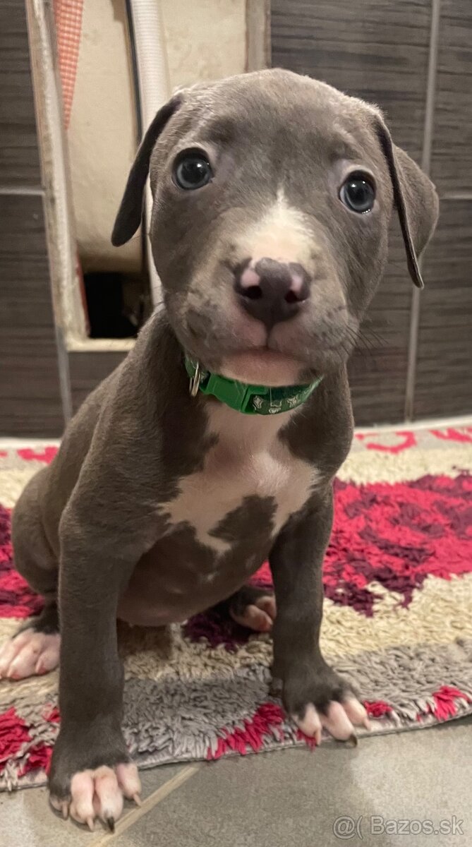 Americky Staford - 11