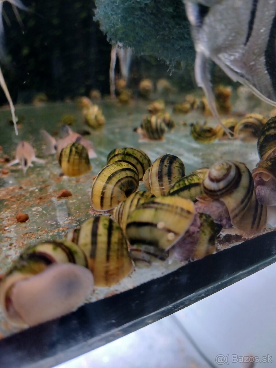 Akvarijne rybky - 11