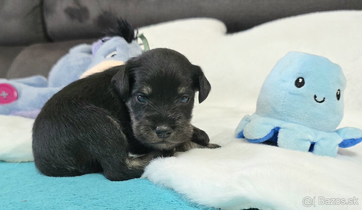 Bradáč malý čiernostrieborný s PP - 11