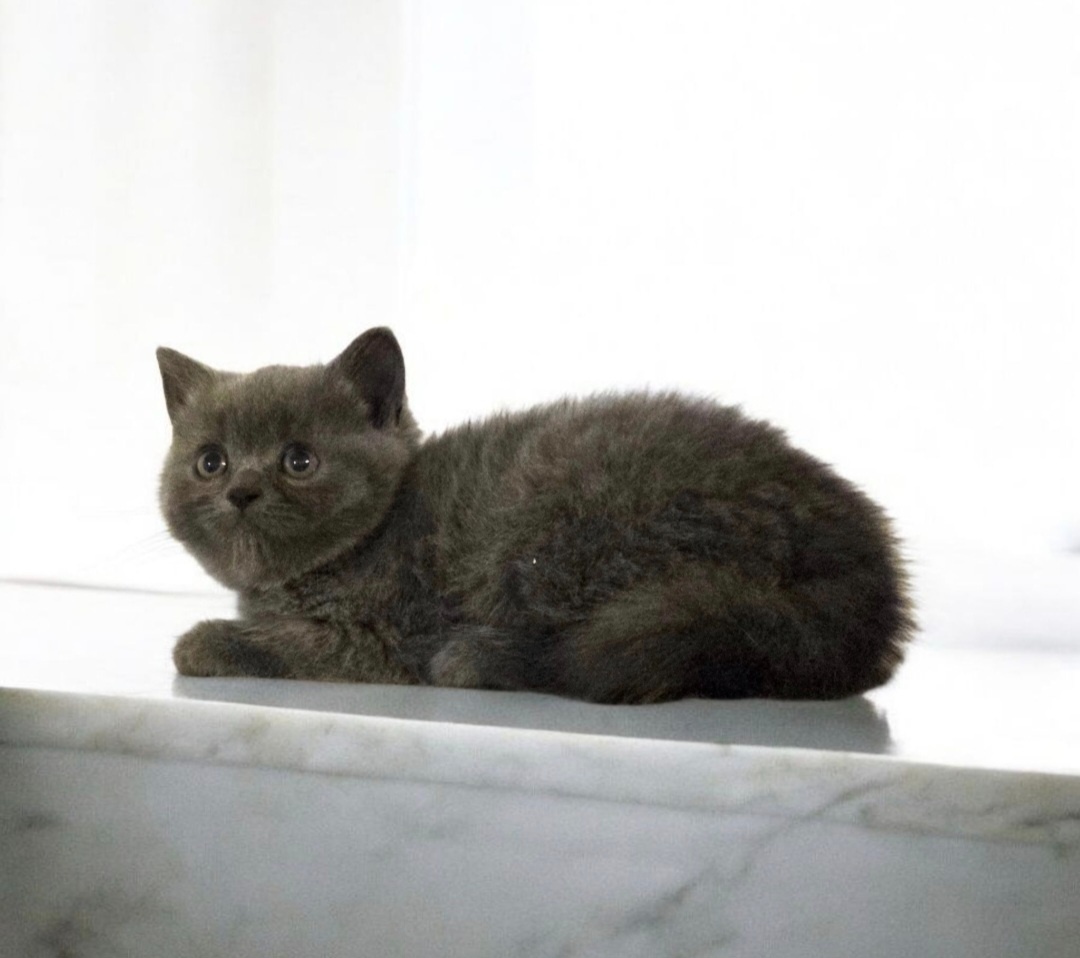 Britska macka s PP - 11