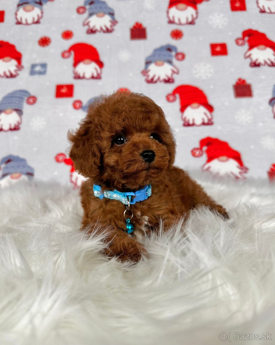 Pudel toy / Pudlík toy - CHOCOLATE psíček - 11