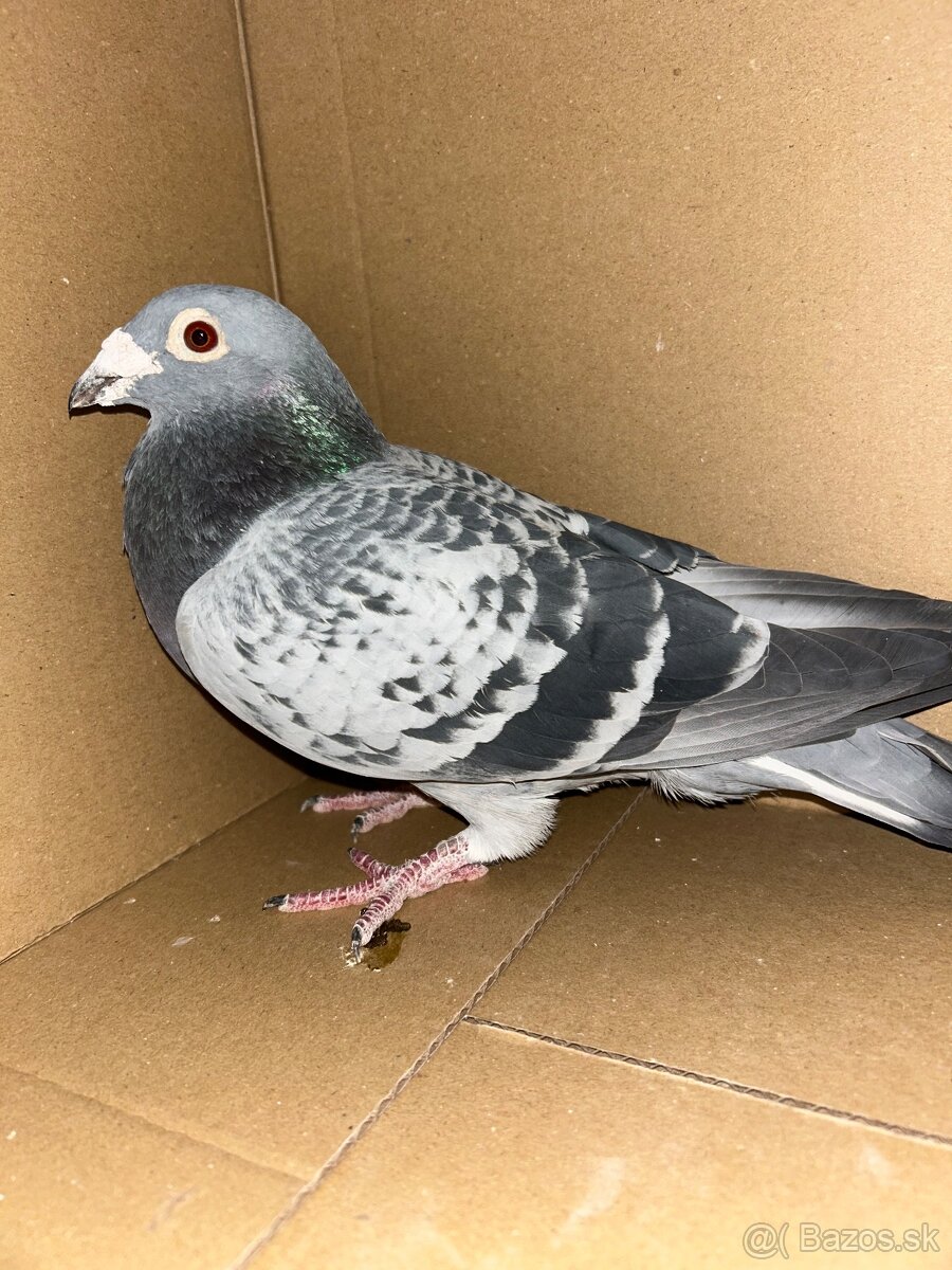 Postove holuby - 11