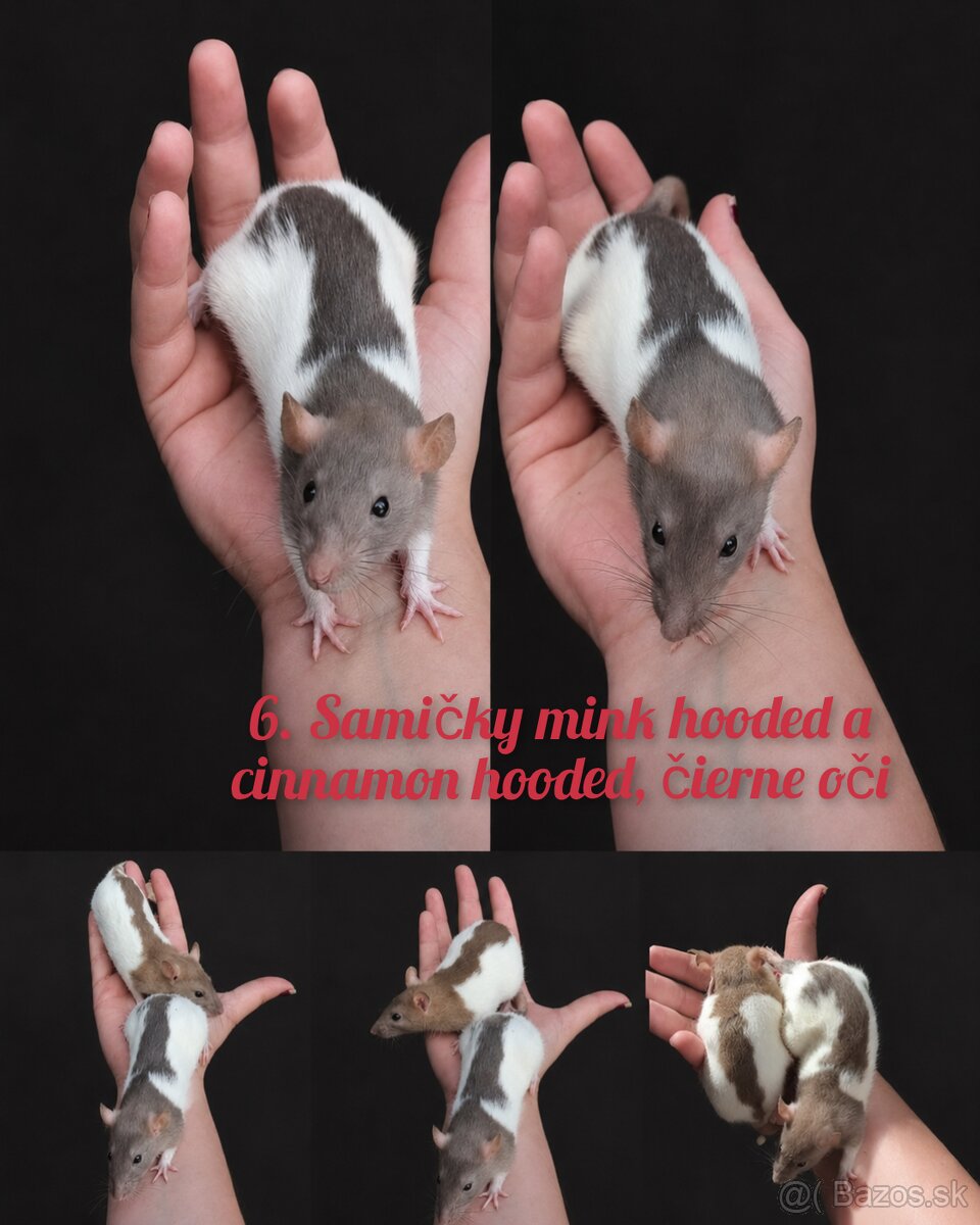 Predám potkaniky dumbo - 11