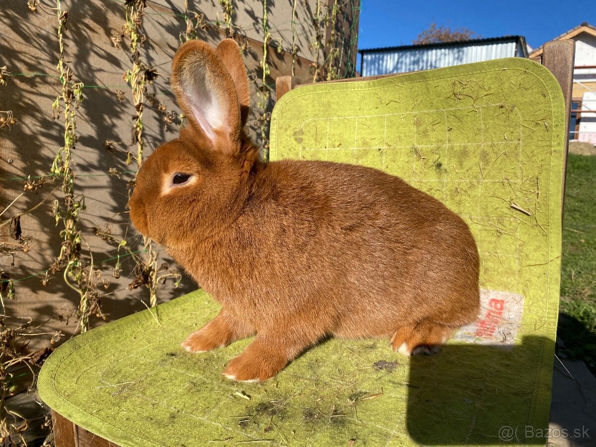 Novozélandské červené - 11