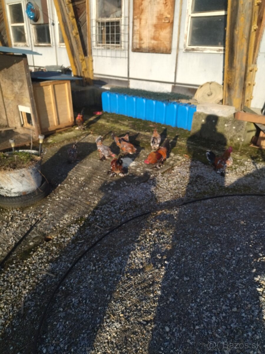 Nasadove vajcia - 11