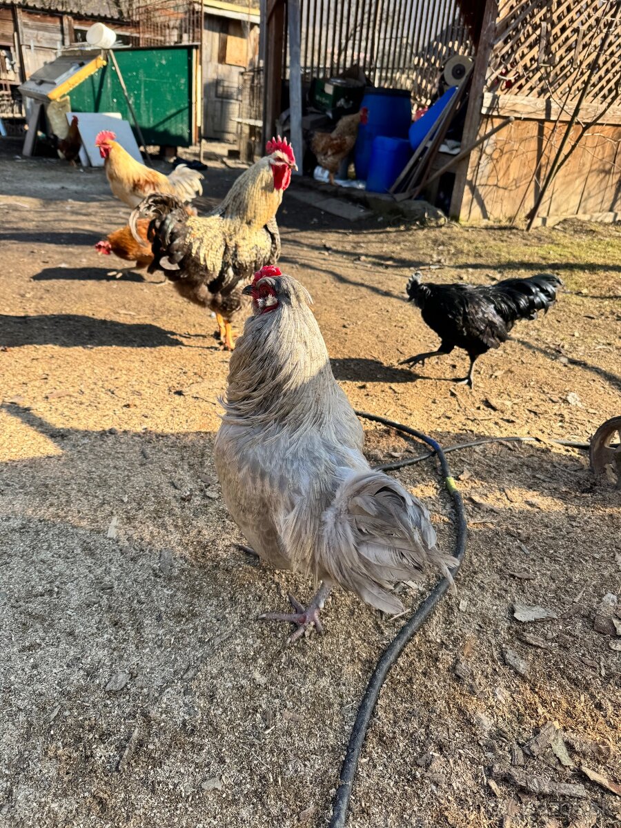 Predám kohútov - 11