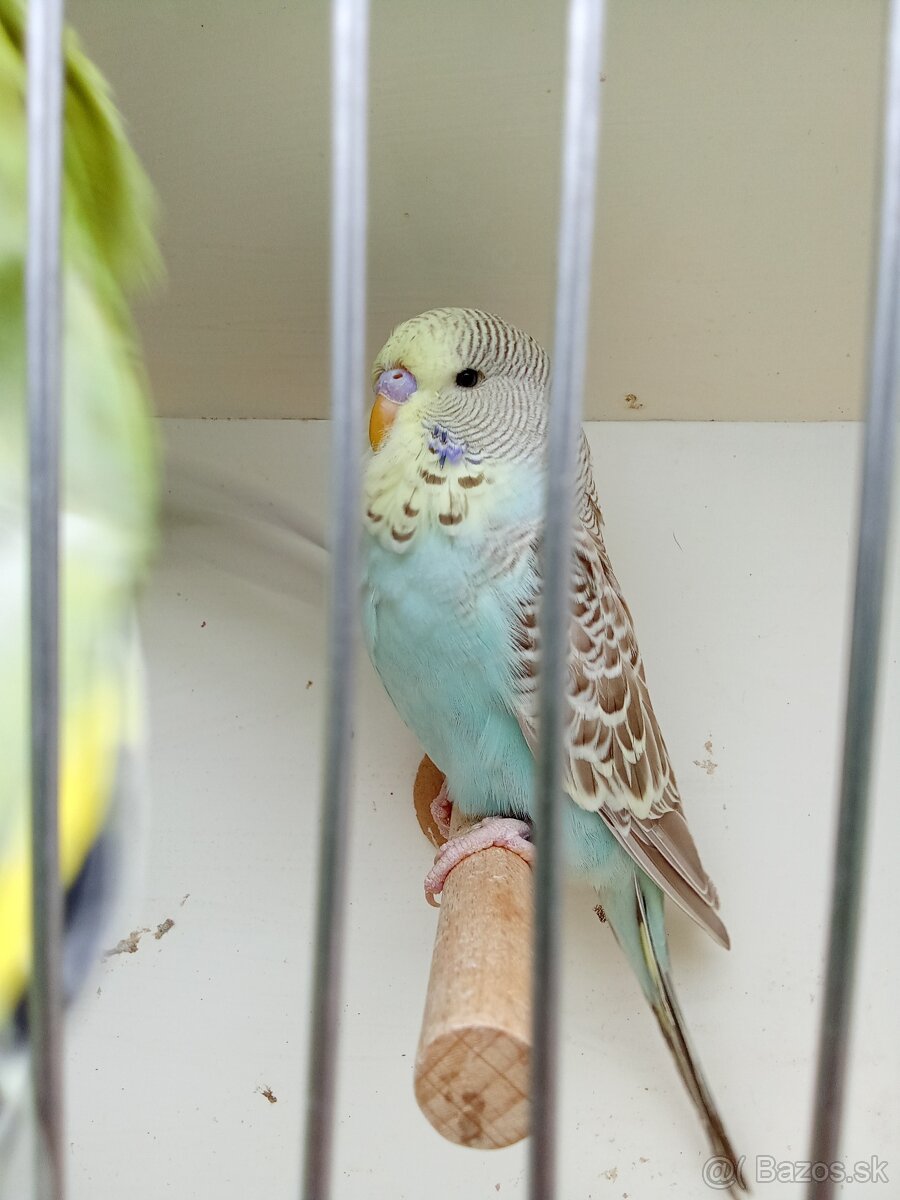 Vystavne andulky,duhove andulky - 11