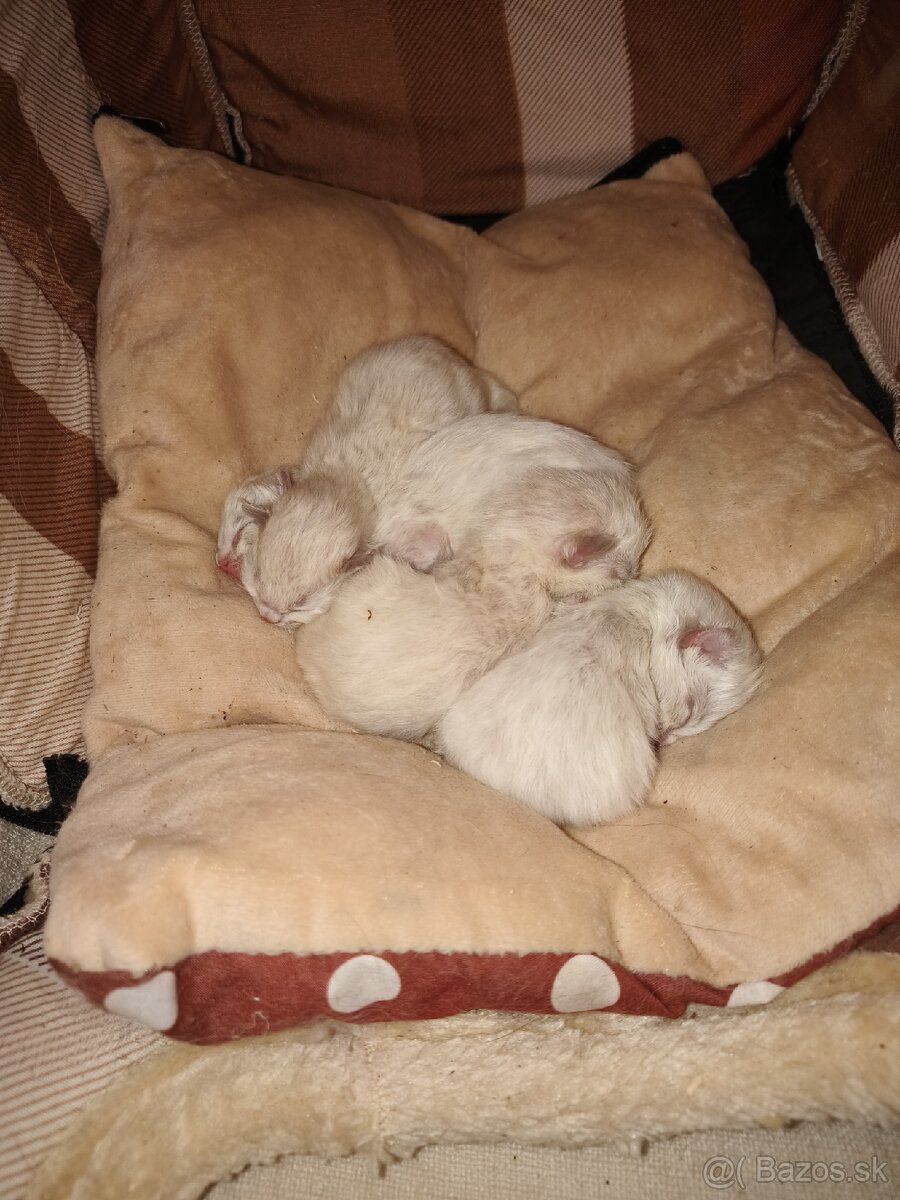 Kocúr ragdoll na krytie - 11