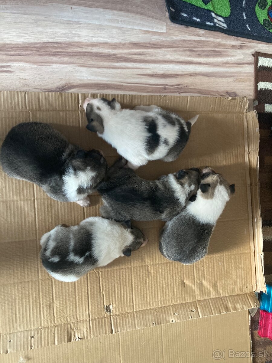 Západosibírska Lajka - 11