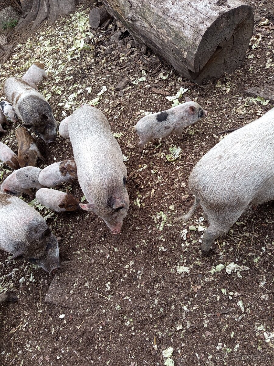 Vietnamské prasiatka 2 - 11