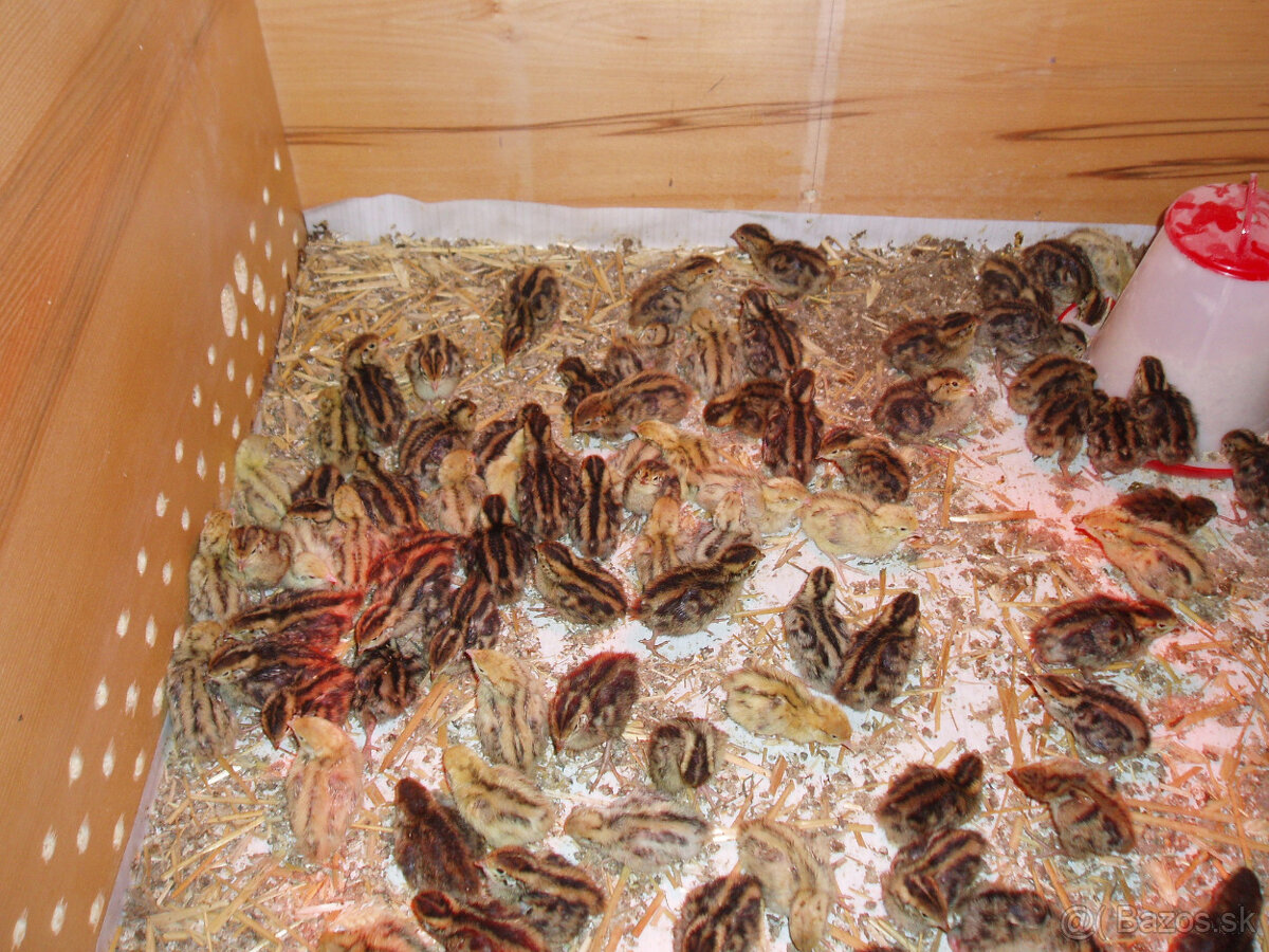 Prepeličie vajíčka - 11