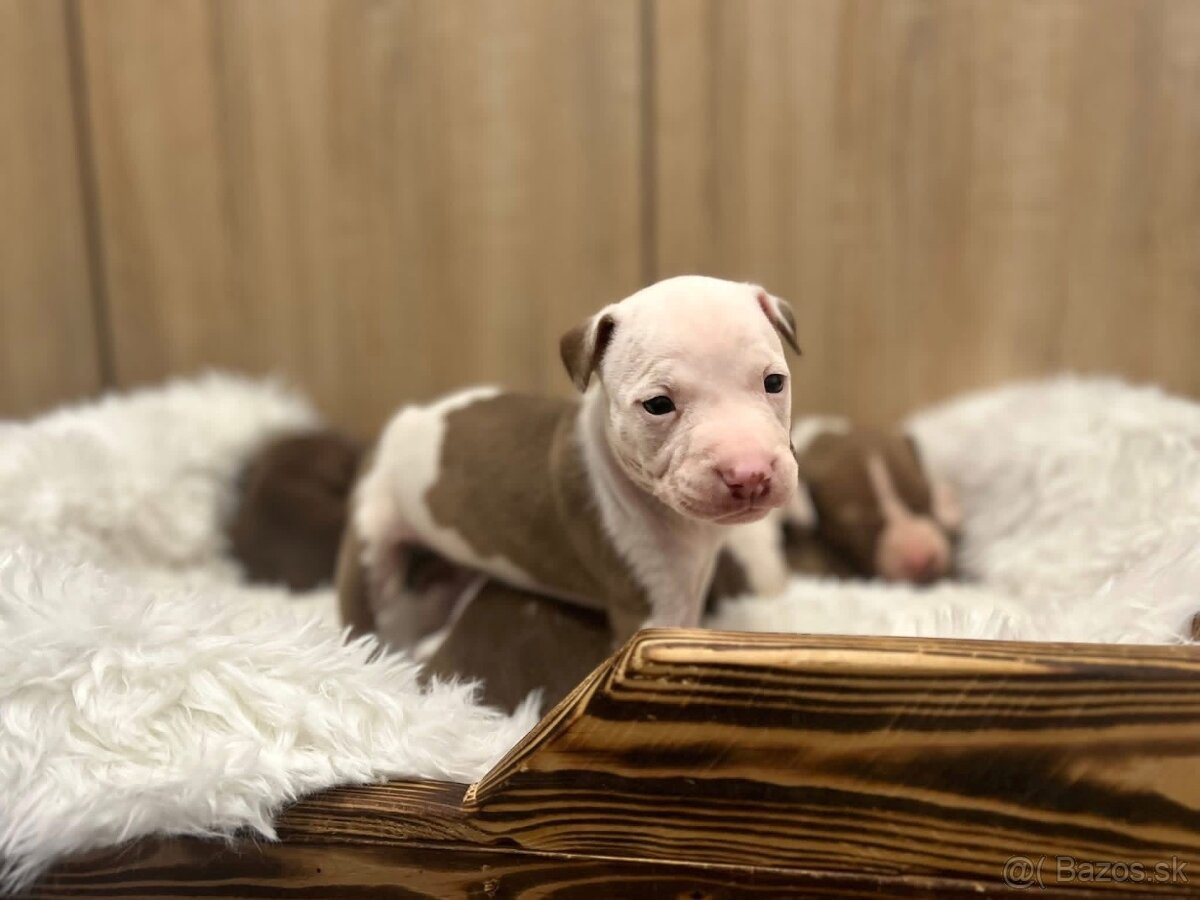 Americky pitbull terier - 11