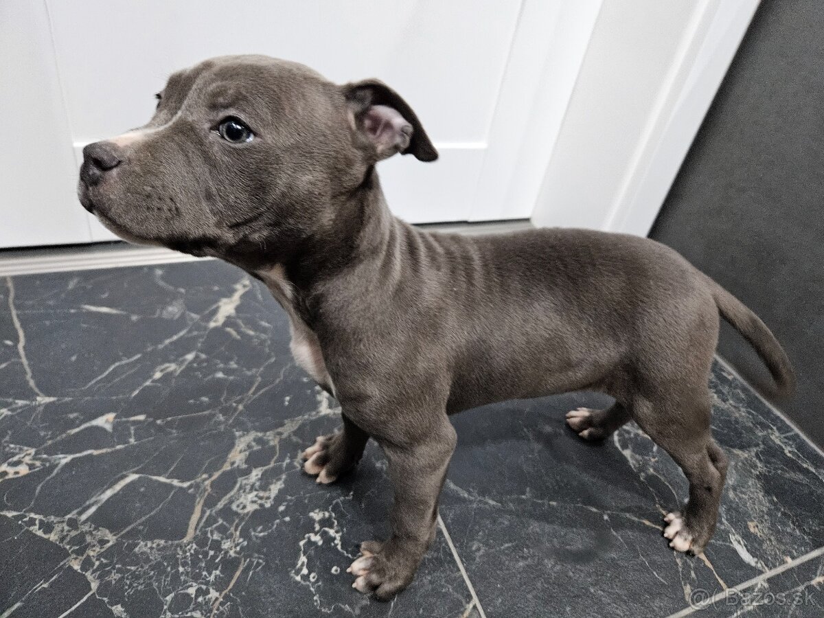 Americki staffordshire teriéra - Blue - 11