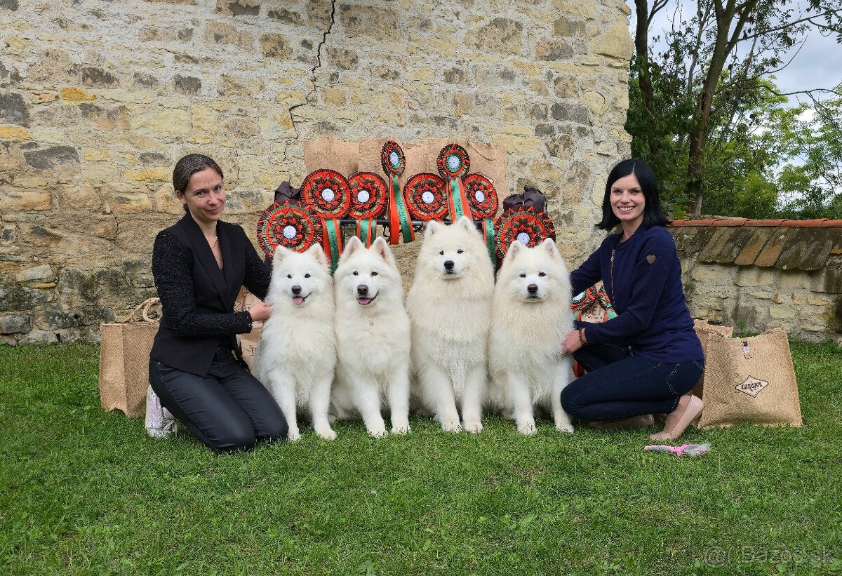 Samojed s PP LA TORRE ROJA - 11