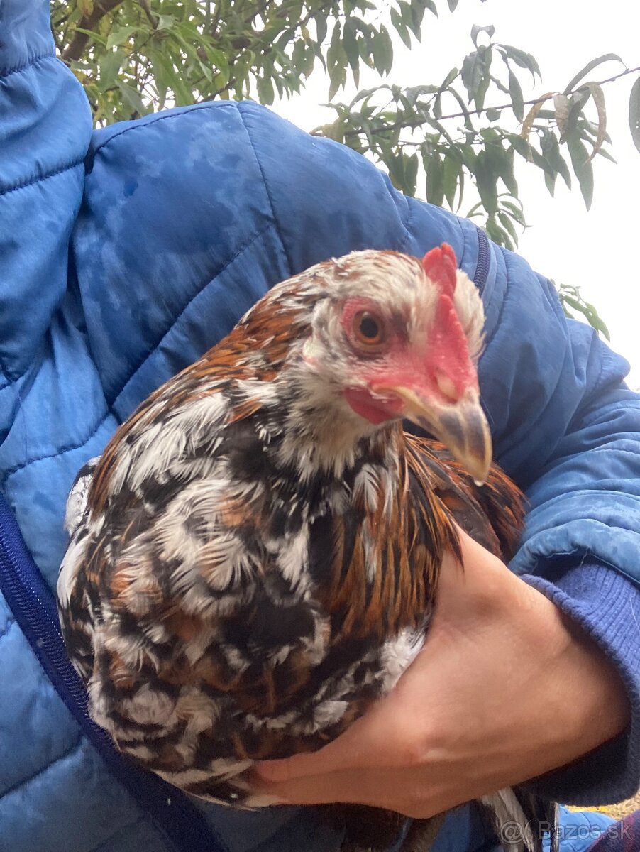 Predam mlade kohutiky cream legbar a svedska kvetina - 11