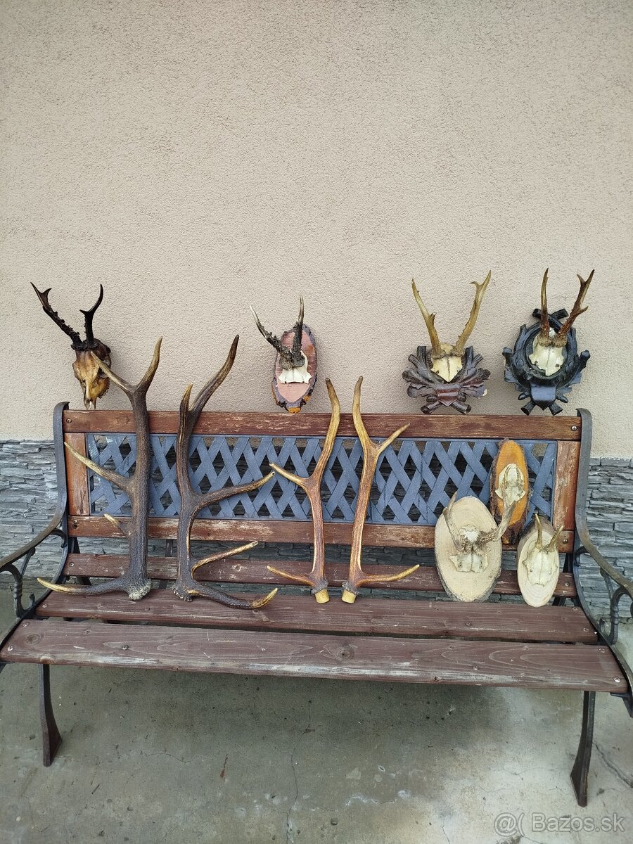 Predam,srncie trofeje - 11