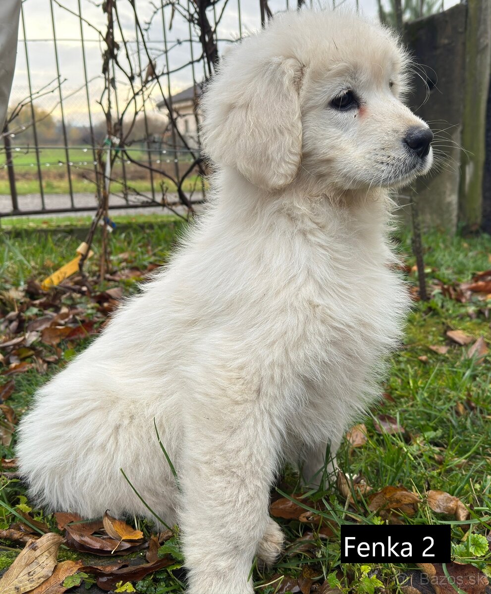 Slovenský čuvač - 11