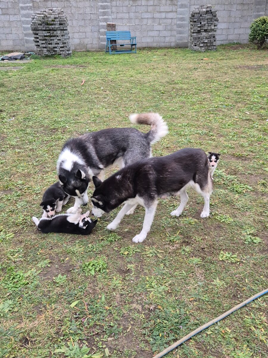 Sibírsky husky – šteniatka na predaj - 11
