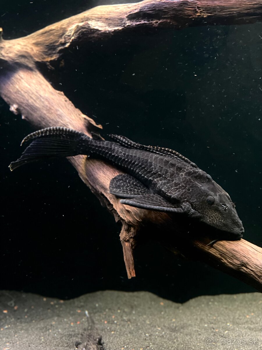 Predám akvárium komplet - 11