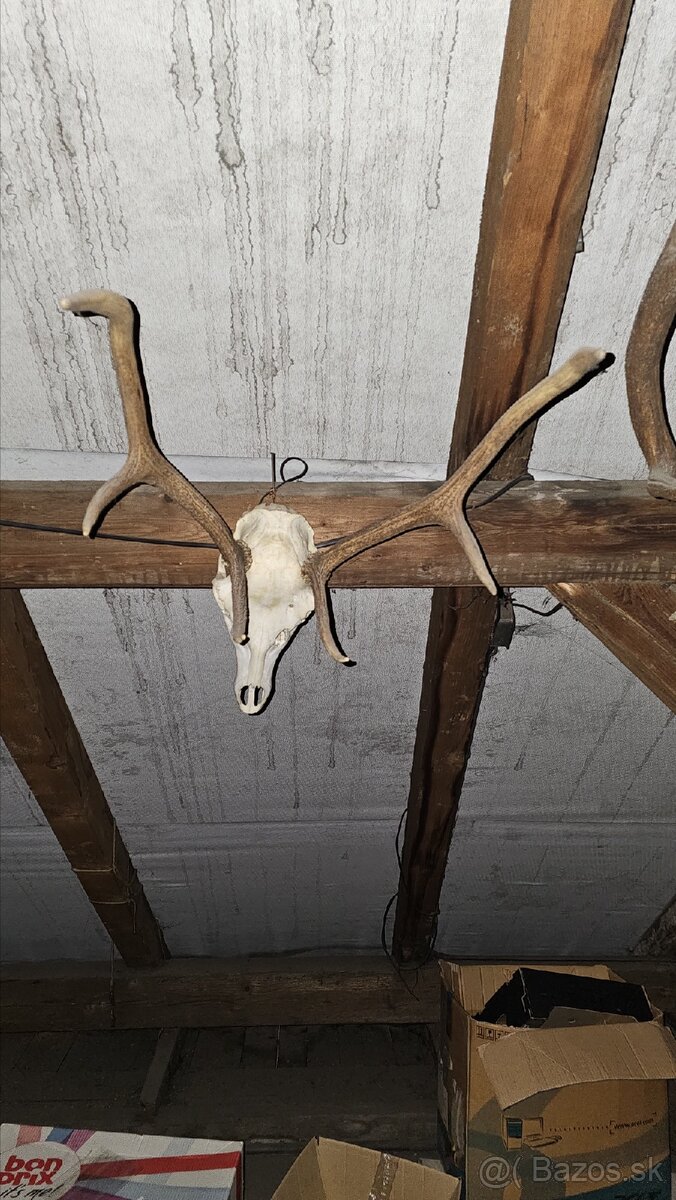 Predám trofeje - 11