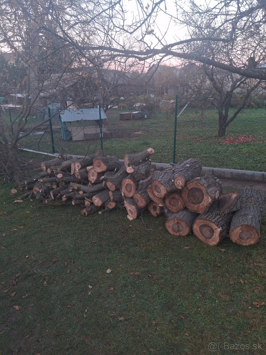 Orech kmeň guľatina priemer70cm - 30/35cm dlzka 7.8m + klaty - 11