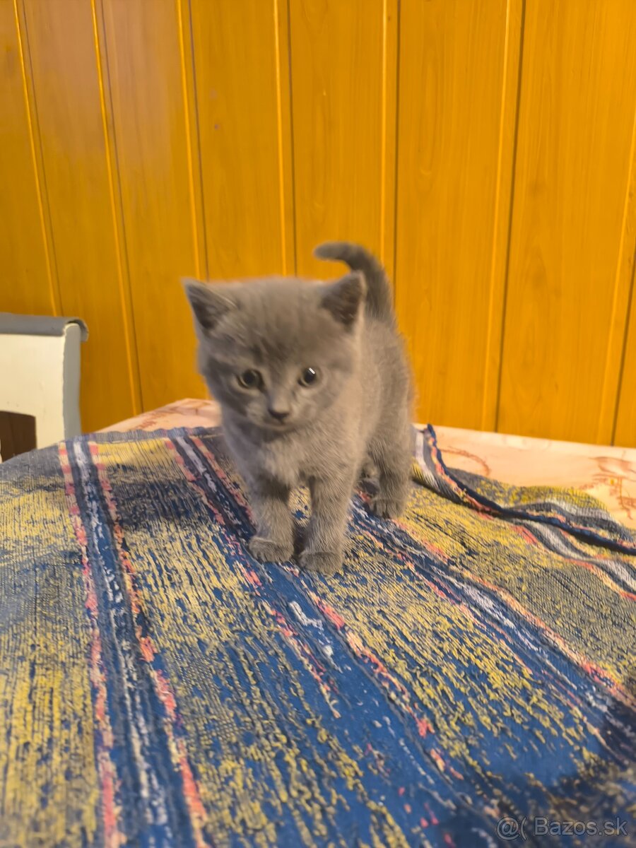Britská modrá mačička - 11