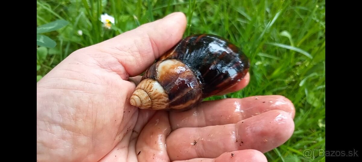 Africké slimáky - 11