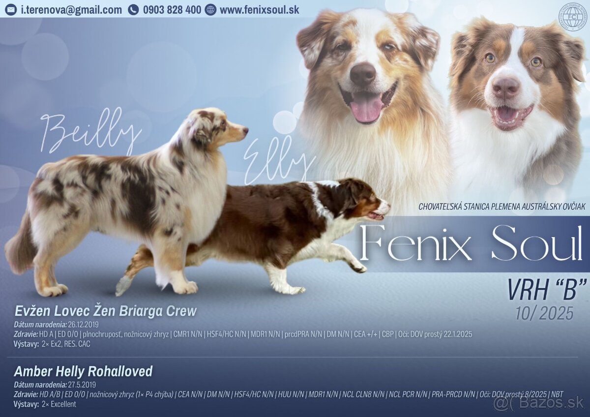 Australsky ovciak s PP - 11