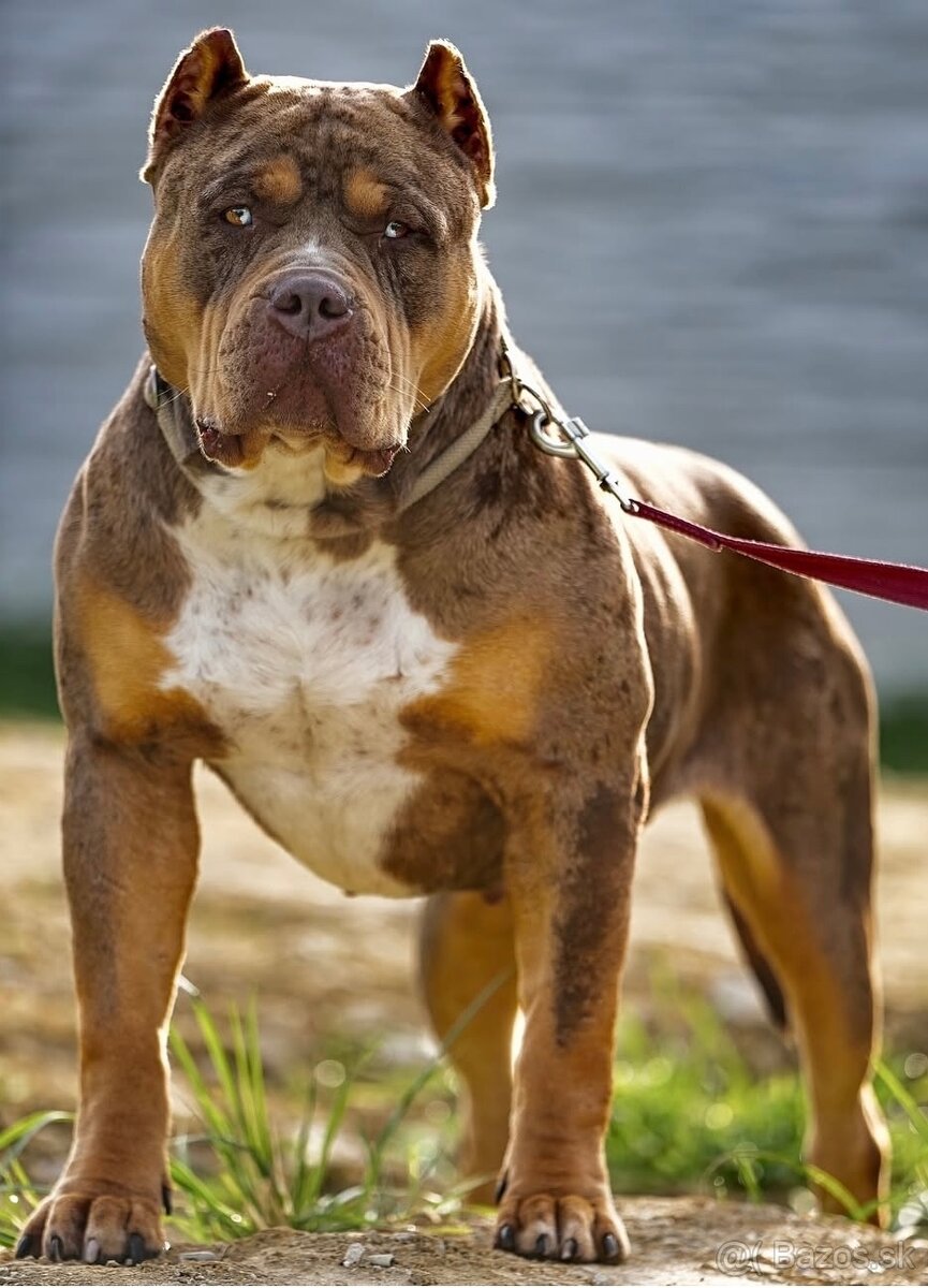 American Bully XL/XXL - 11