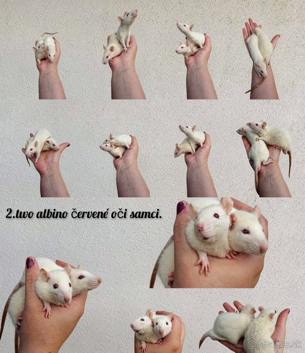 Predám potkaniky dumbo - 11