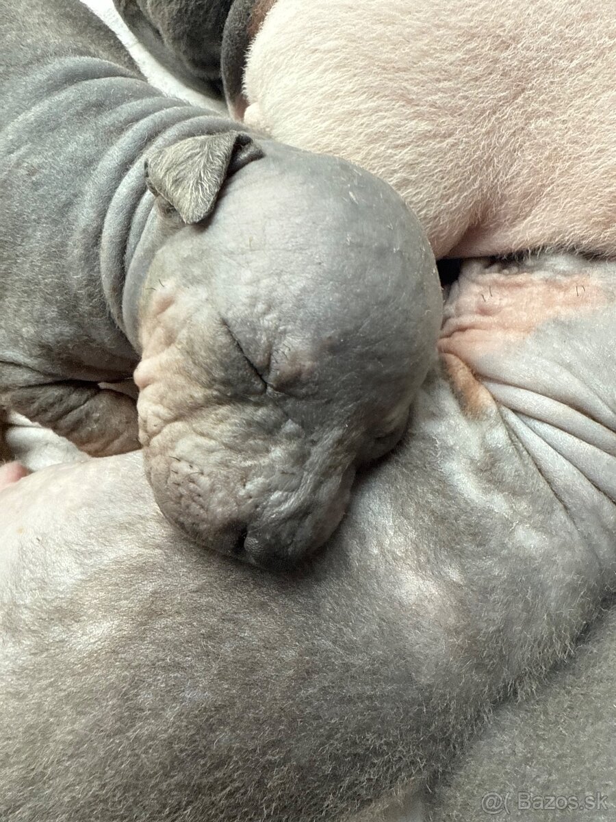 Americky bezsrsty terier - 11