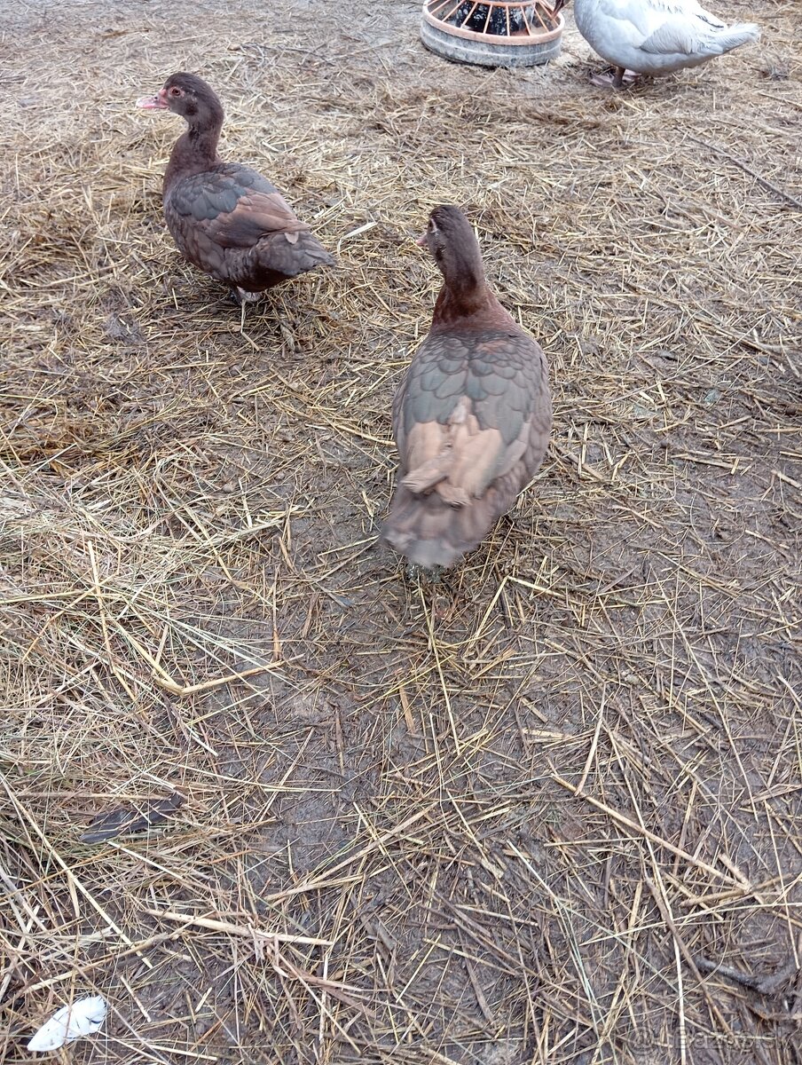 Čínske kačky 7 ks - 11