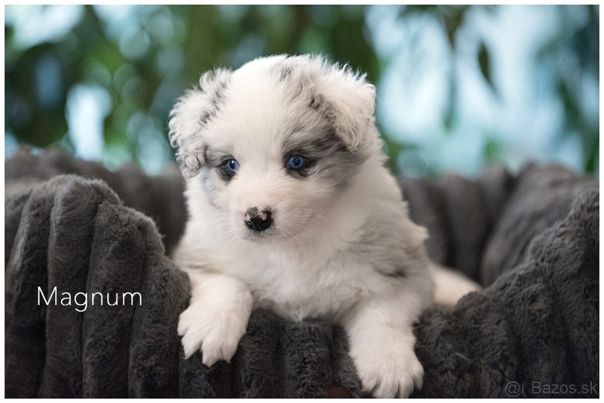 Border Collie Border Kolia s PP FCI barva Blue Merle - 11