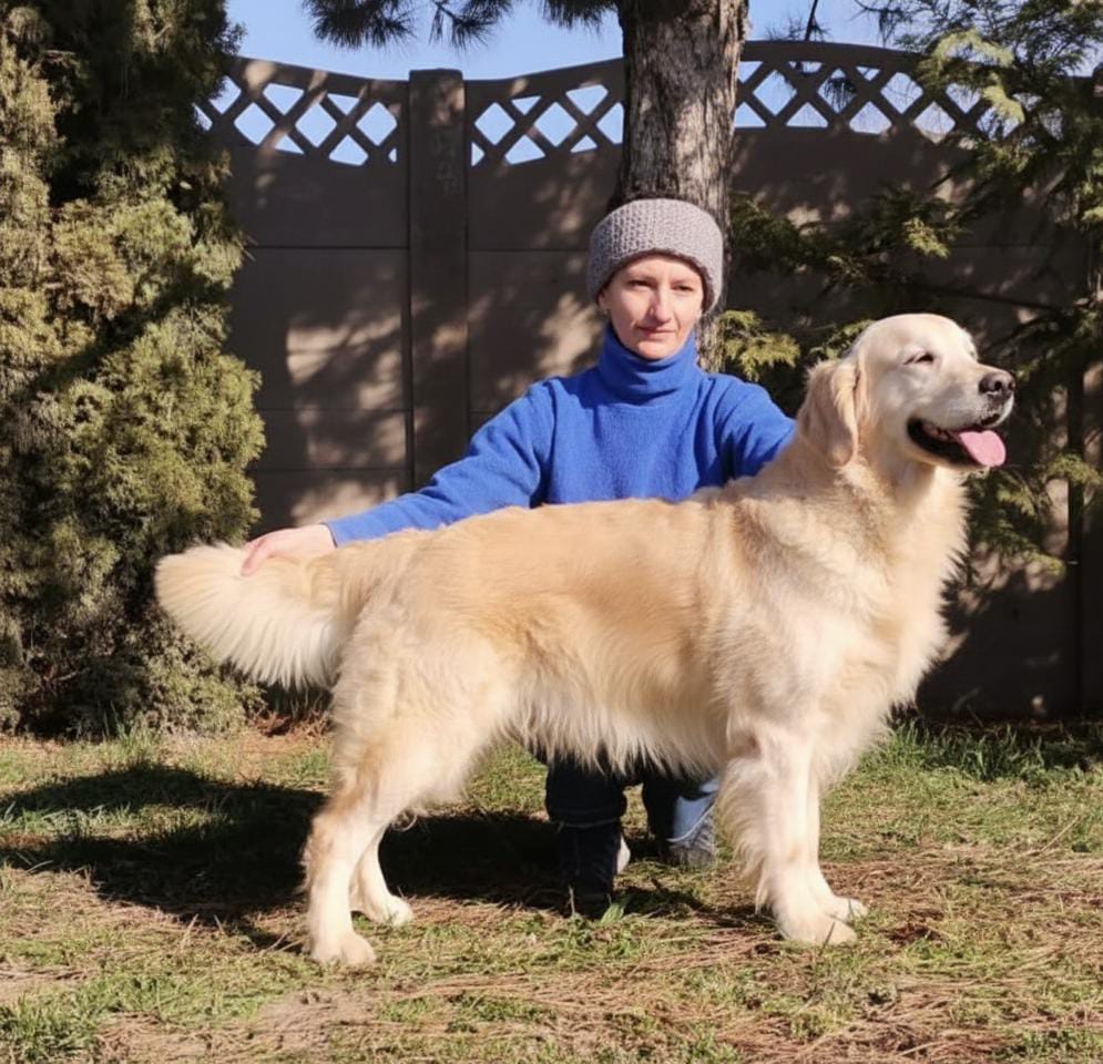 Golden retriever,retriver - 11