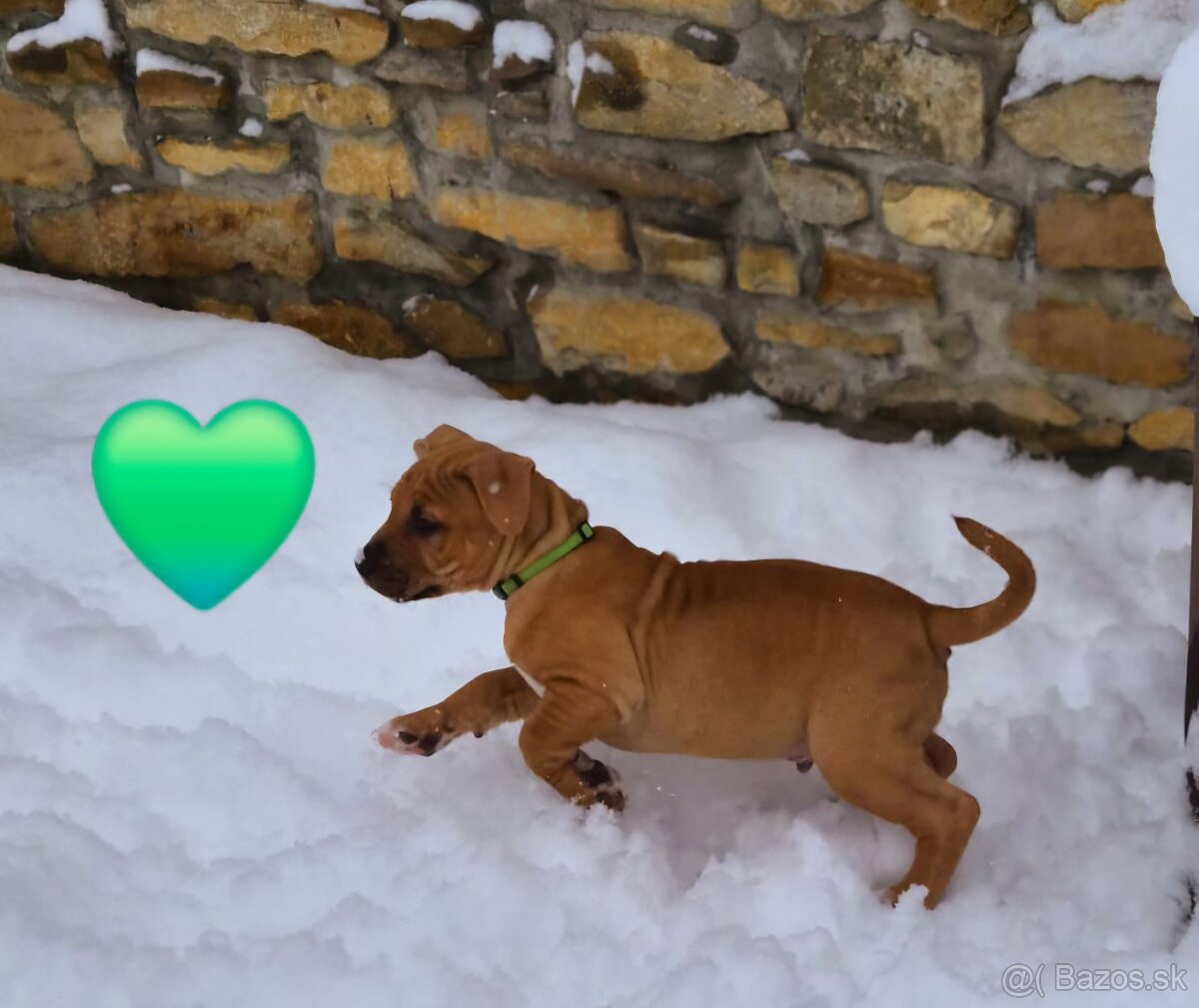 Americký stafordširský teriér - 11