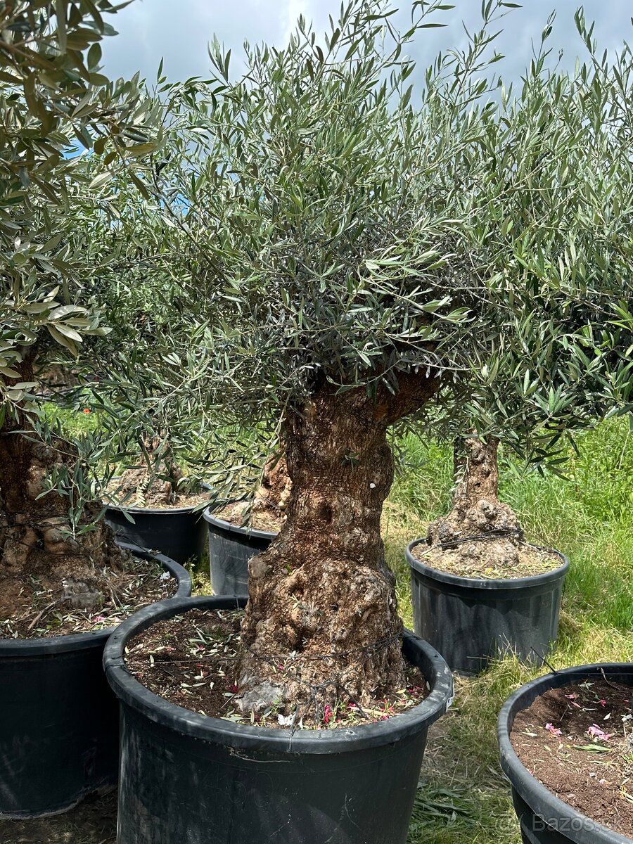 Predám Olivy Bonsai - 11