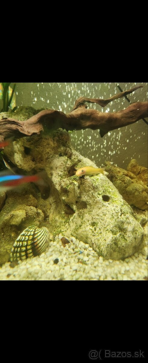 Predám panoramatické akvárium 200l, komplet alebo zvlášť - 11