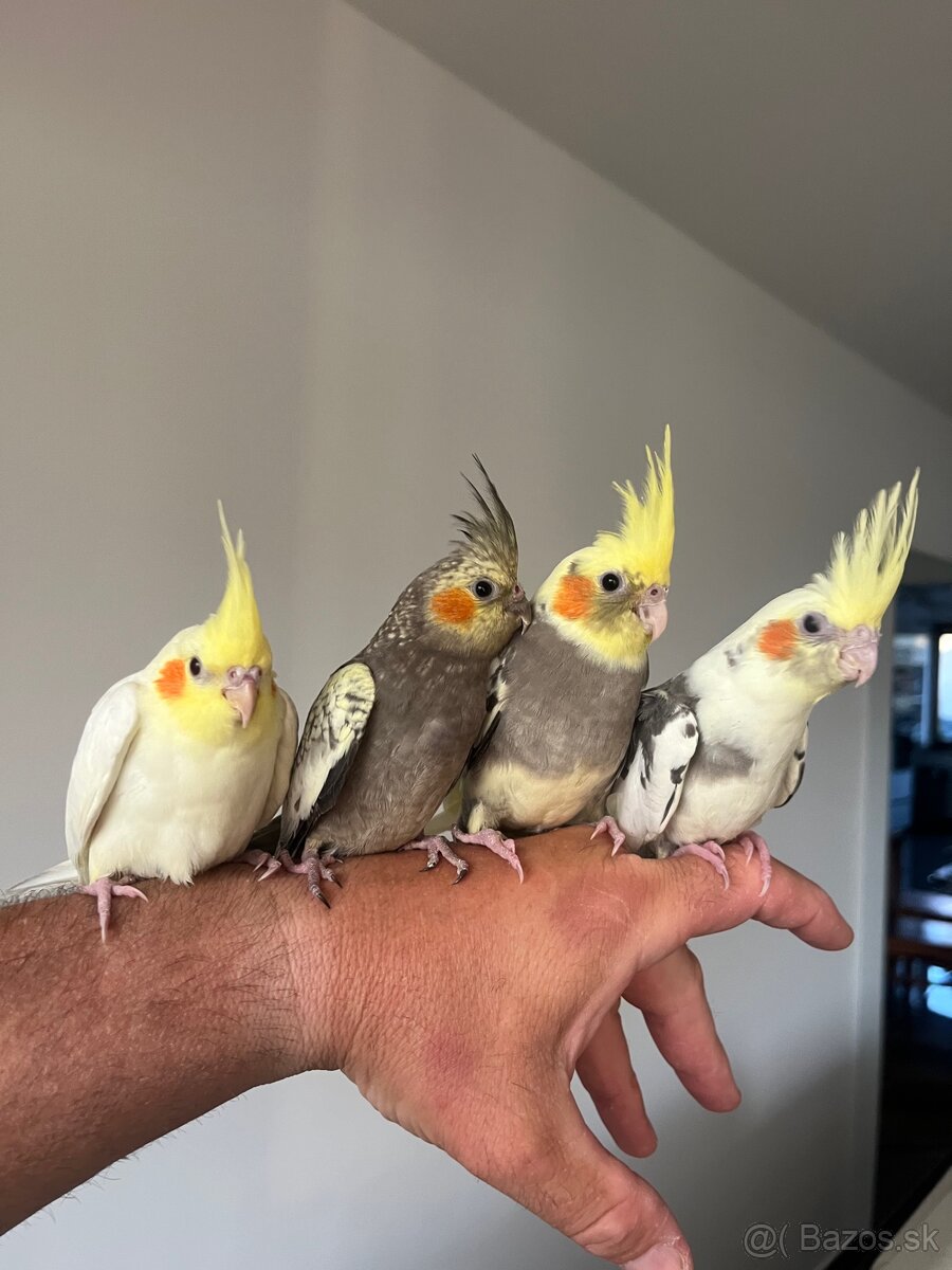 Korela ručne dokrm Maznačik - 11