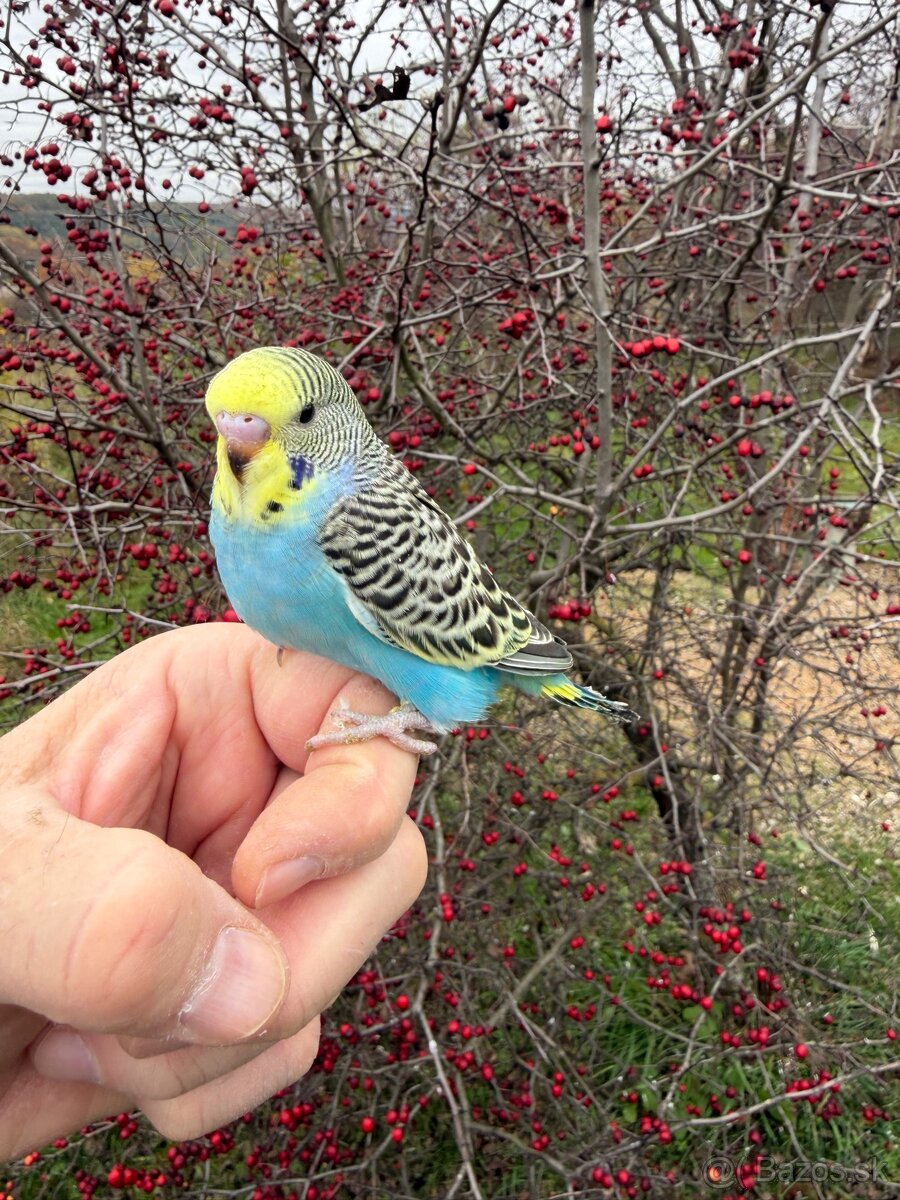 Andulka Maznačik - 11