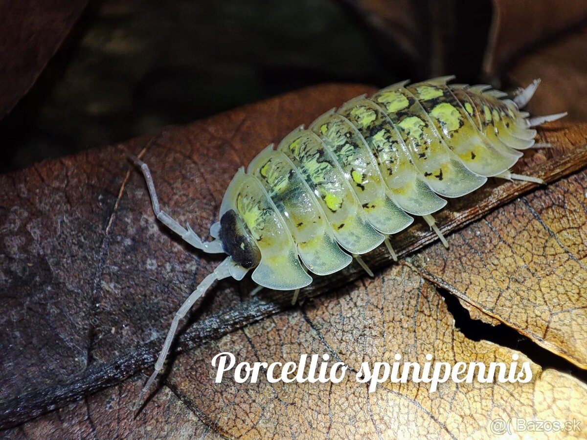 ❤️Exotické isopody - 11