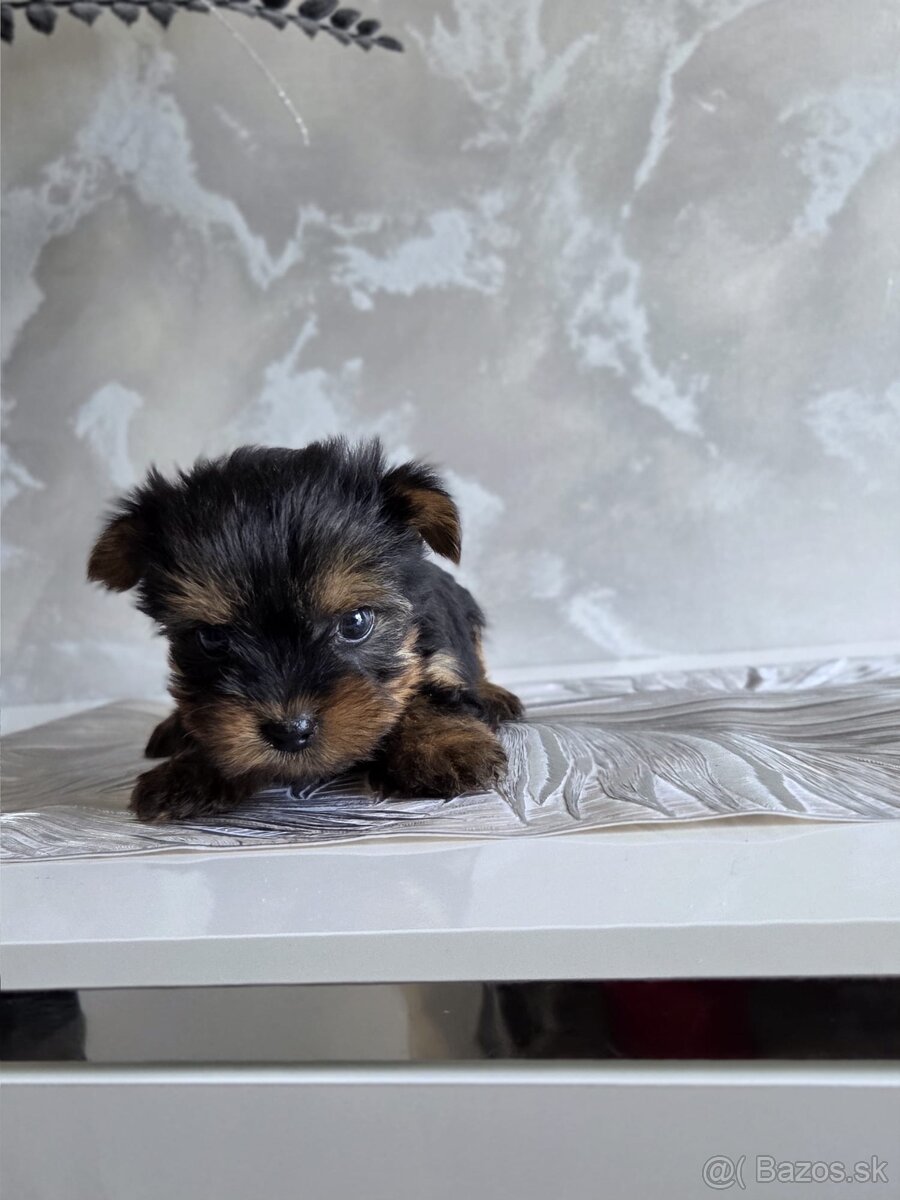 Yorkshirsky terier - 11