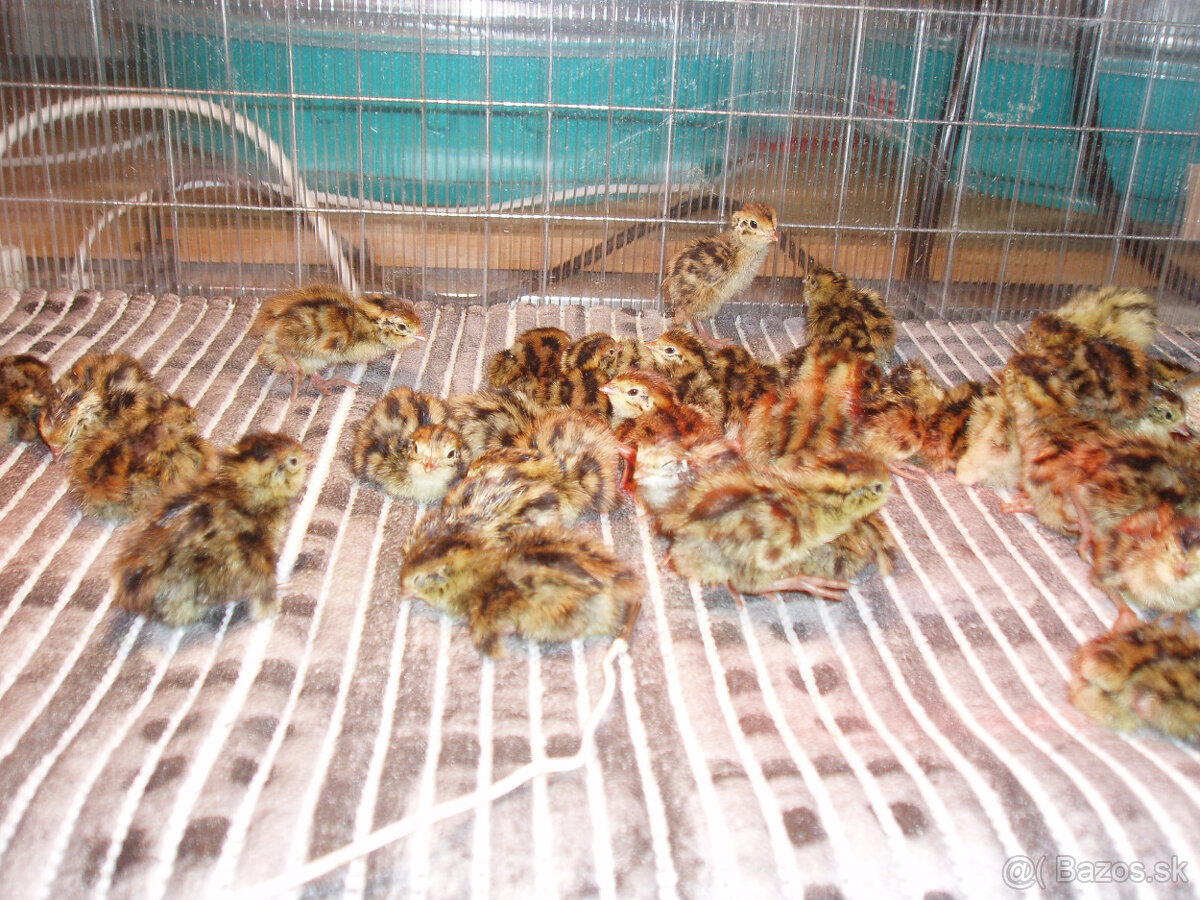 Japonské prepelice - 11