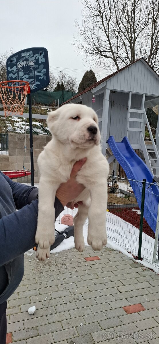 Stredoázijsky ovčiak - 11