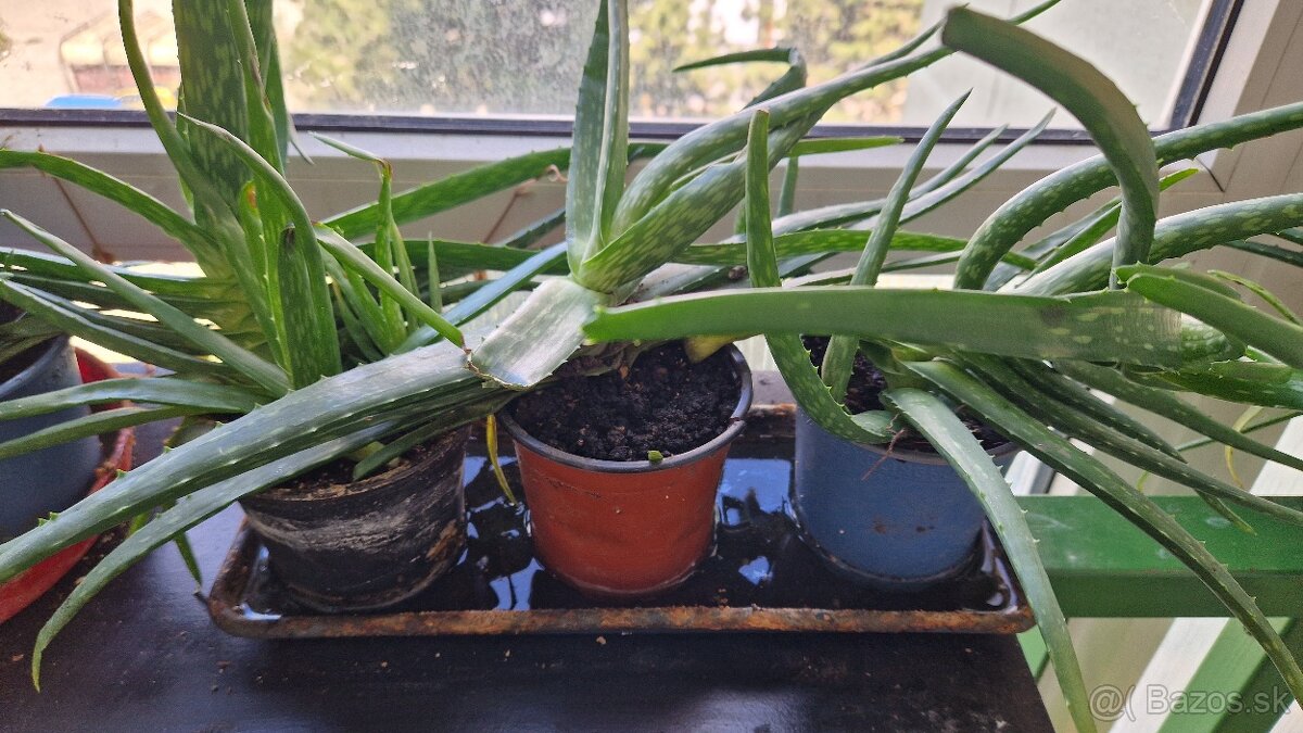 Aloe vera - 11